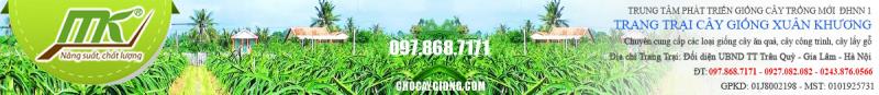 TRANG TRẠI SẢN XUẤT CÂY GIỐNG XUÂN KHƯƠNG