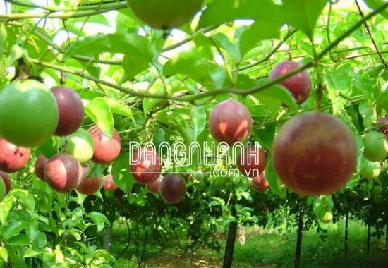 QUẢ CHANH DÂY TƯƠI