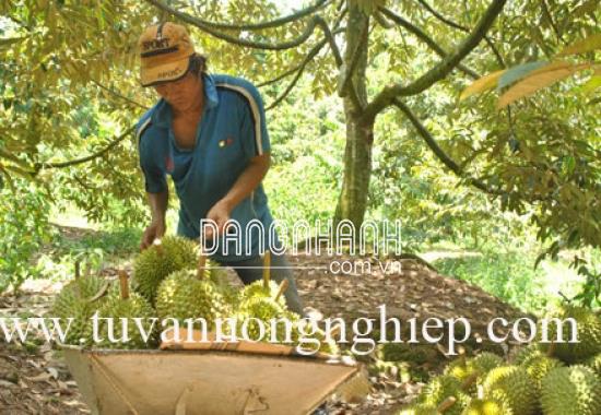 CÂY SẦU RIÊNG