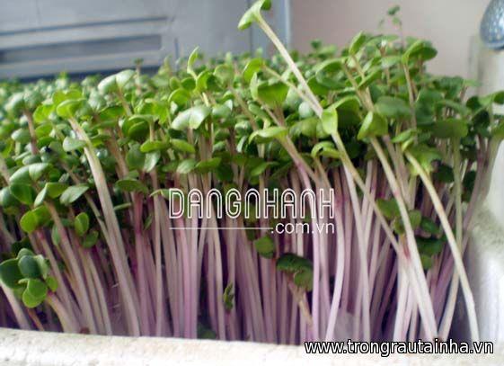 Hạt giống Rau mầm củ cải đỏ