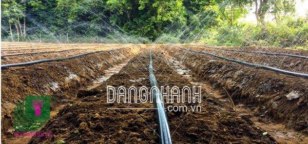 100m Ống tưới phun mưa Ø42 đục 5 lỗ xéo/ 3 lỗ ngang (Có dập biên)