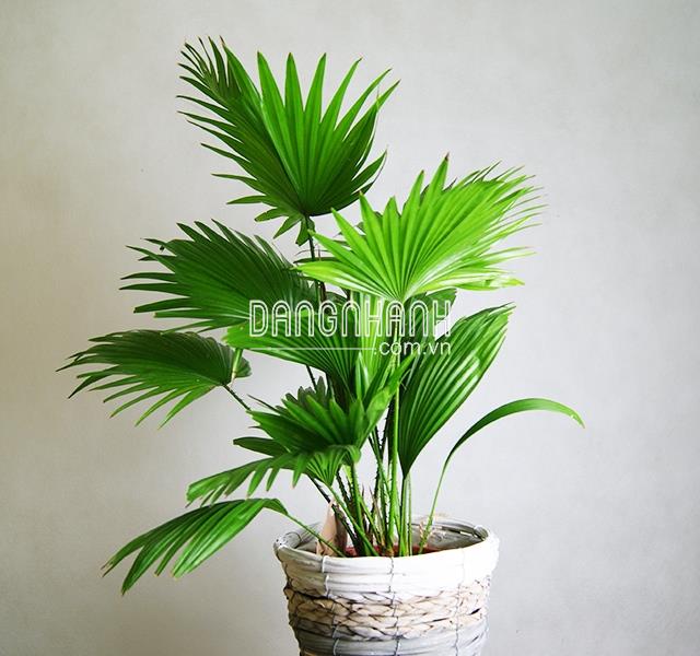 CÂY CỌ TA