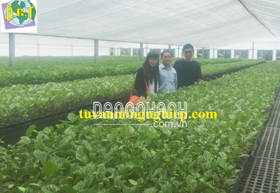 GIỐNG CHANH DÂY ĐỎ NK ĐÀI LOAN (CHANH BÔNG)