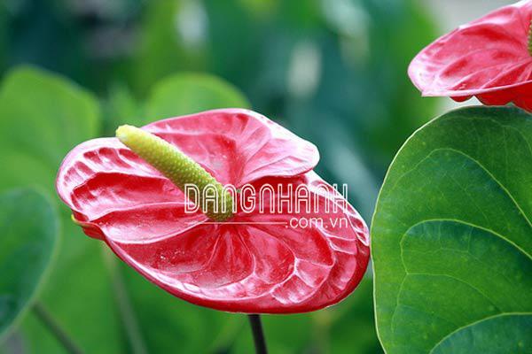 Cây hồng môn loài hoa đẹp rước tài lộc và may mắn vào nhà