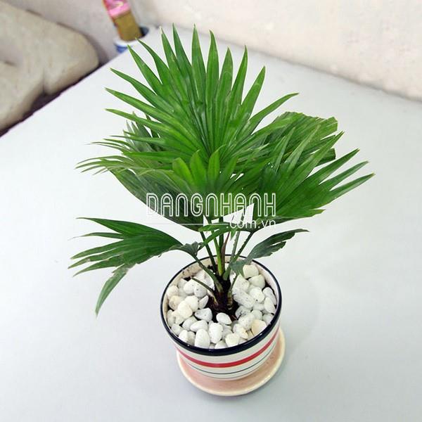 CÂY CỌ TA
