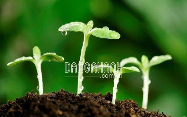 Z - MAX - Tăng Sức Đề Kháng Cho Cây.