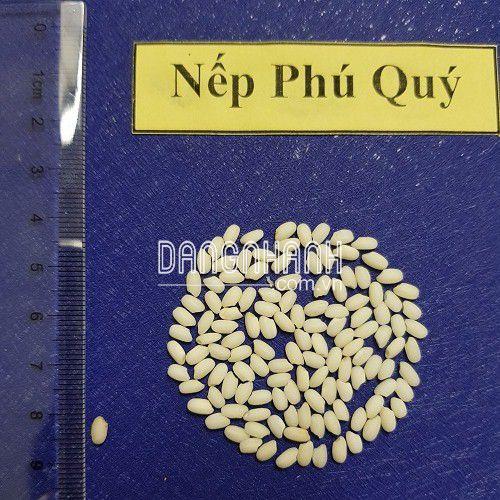 HẠT GIỐNG LÚA: NẾP PHÚ QUÝ