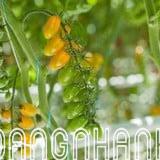 HẠT GIỐNG CÀ CHUA CHERRY VÀNG HÀ LAN