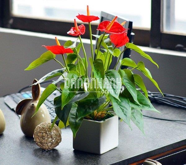 Cây hồng môn loài hoa đẹp rước tài lộc và may mắn vào nhà
