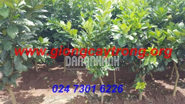 CÂY GIỐNG BƯỞI DA XANH NHỠ