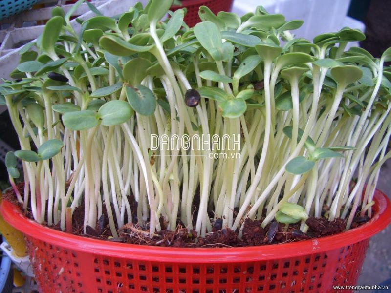 Hạt giống Rau mầm hướng dương: