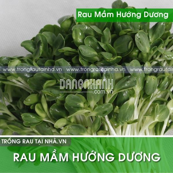 Hạt giống Rau mầm hướng dương: