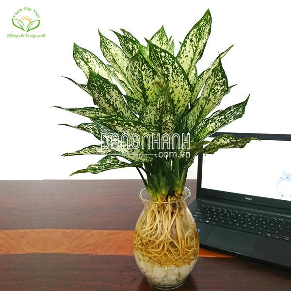 Cây Ngọc Ngân thuỷ sinh