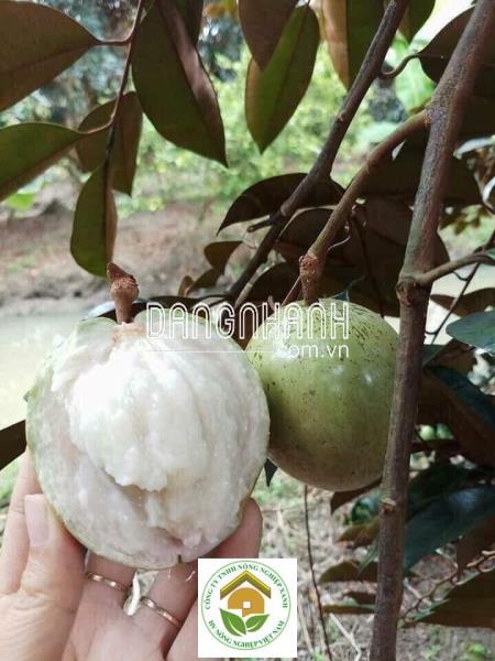 GIỐNG VÚ SỮA LÒ RÈN