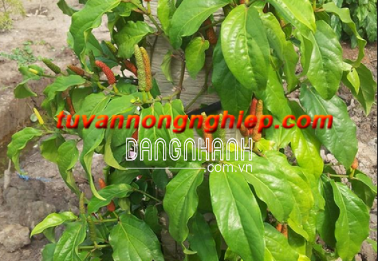 TIÊU LỐP OAC