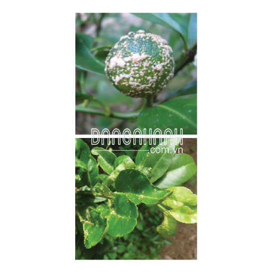 THUỐC TRỪ BỆNH ISACOP 65.2WG
