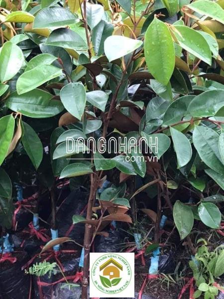 GIỐNG VÚ SỮA LÒ RÈN