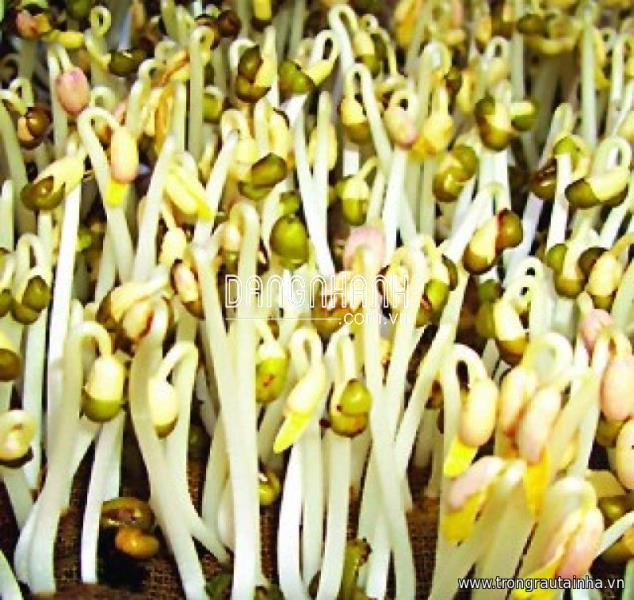 MẦM GIÁ ĐẬU XANH