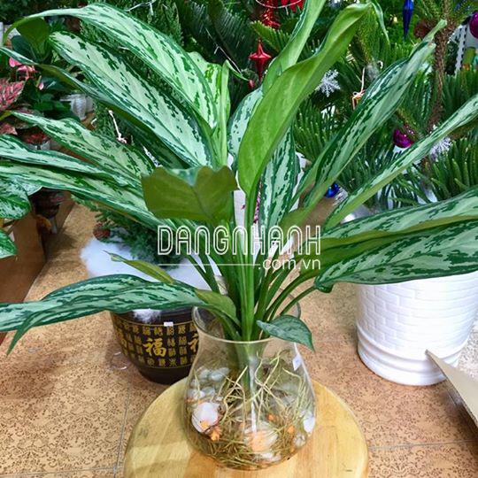 Cây Ngân Hậu thuỷ sinh