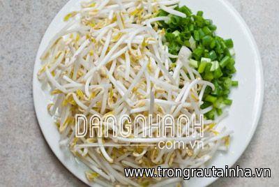 MẦM GIÁ ĐẬU XANH