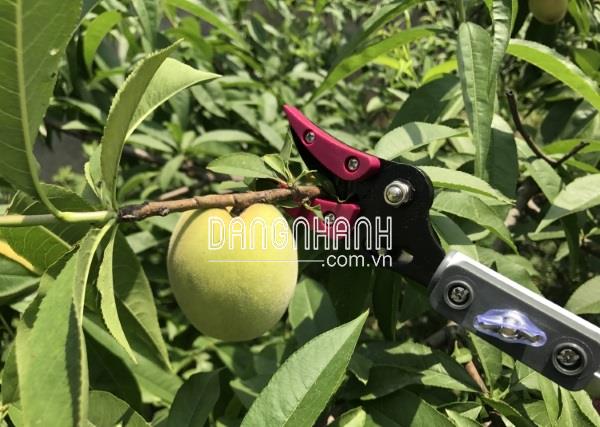 HM44 - Dụng Cụ Cắt Cành, Bấm Trái 3m