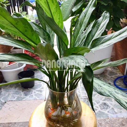 Cây Ngân Hậu thuỷ sinh