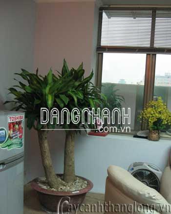 Cây thiết mộc lan