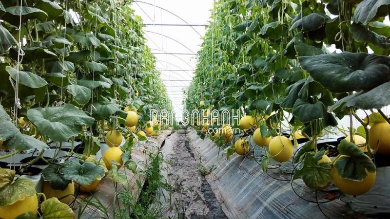 Sợi dây treo trồng dưa (149k/kg) - Nặng 4-6 kg/cuộn,