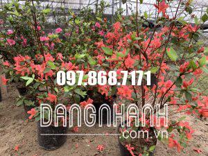 HOA ĐỖ QUYÊN