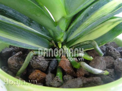 Sỏi nhẹ trồng lan, hoa cây cảnh
