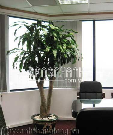 Cây thiết mộc lan