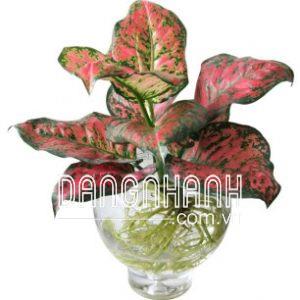 Dung dịch thủy canh