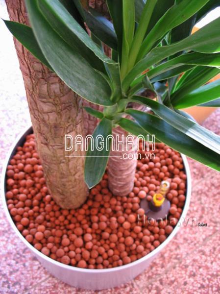 Sỏi nhẹ trồng lan, hoa cây cảnh