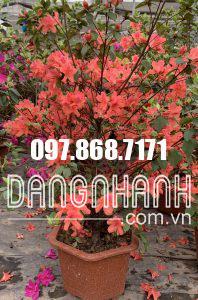 HOA ĐỖ QUYÊN