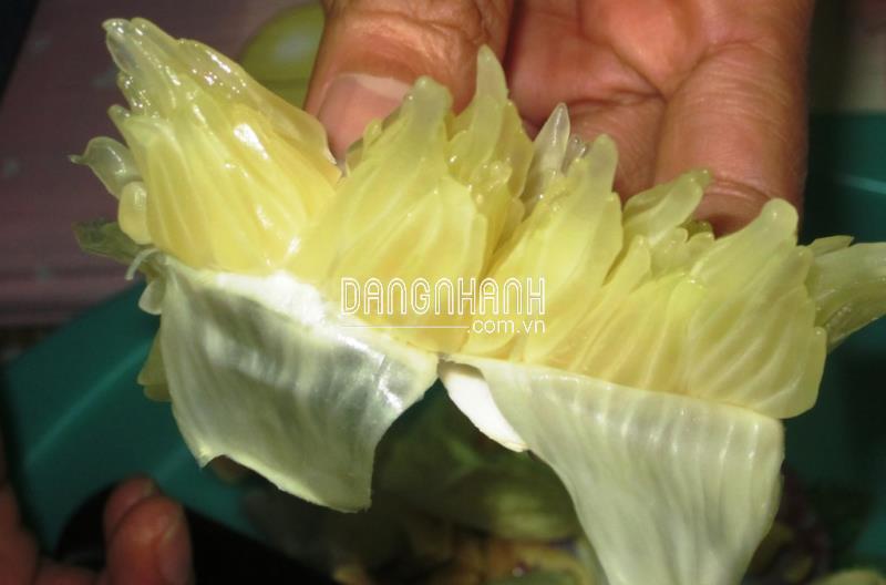 Cây giống bưởi diễn chiết cành 100% tại đất diễn