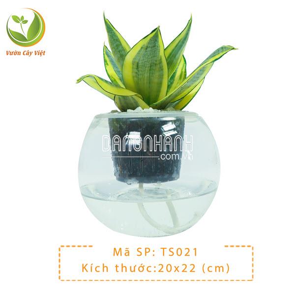Cây Lưỡi Hổ Vàng thuỷ sinh
