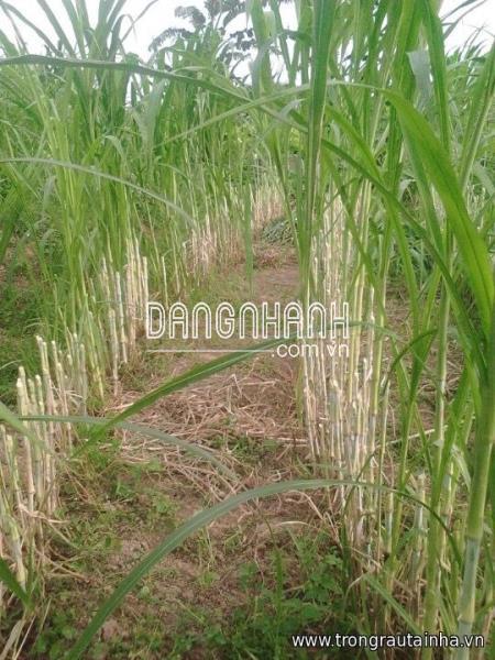 CUNG CẤP GIỐNG CỎ VA06