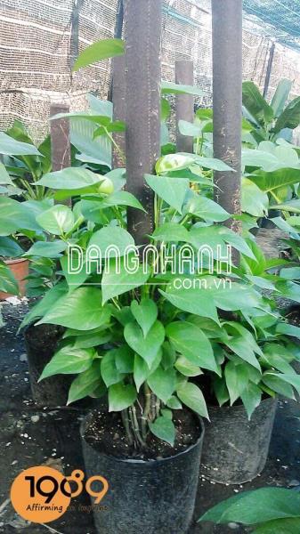 Trầu Bà Đài Loan
