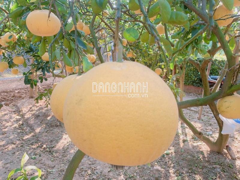 Cây giống bưởi diễn chiết cành 100% tại đất diễn