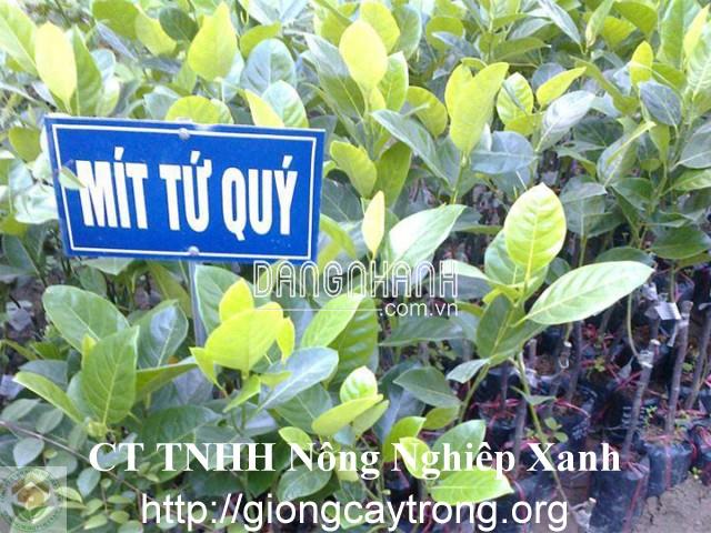 GIỐNG MÍT TỨ QUÝ