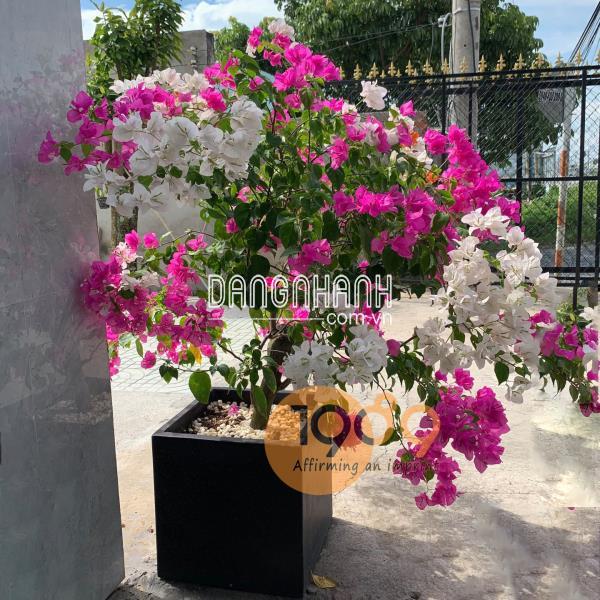 Chậu Đá Mài Vuông 37cm
