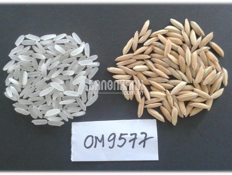 GIỐNG LÚA OM 9577