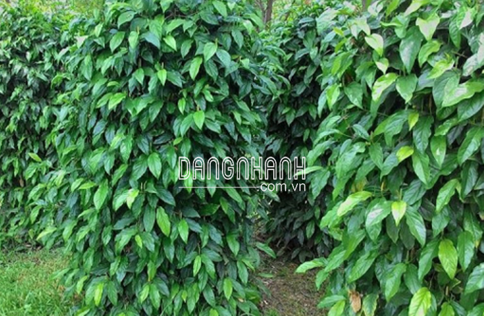 TIÊU ẤN ĐỘ