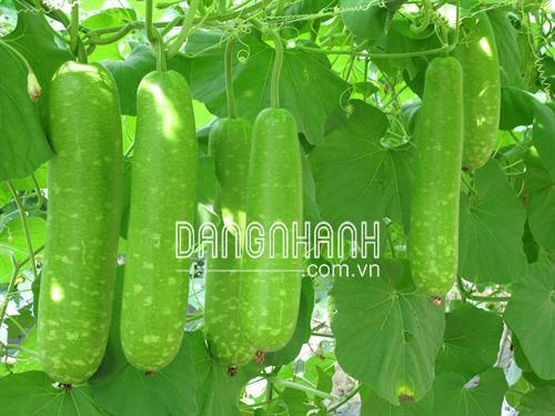 Hạt giống bầu sao