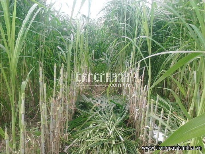 CUNG CẤP GIỐNG CỎ VA06