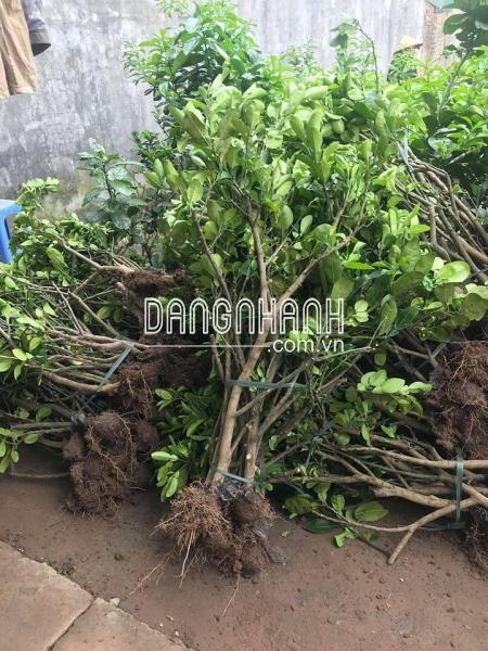 Cây giống bưởi diễn chiết cành 100% tại đất diễn
