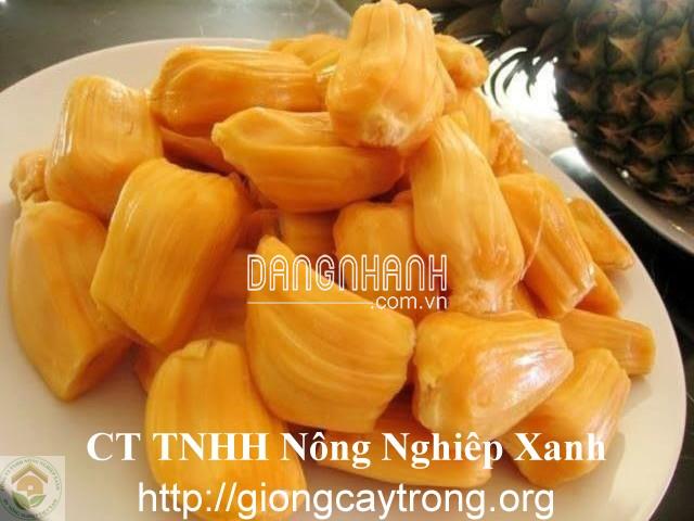 GIỐNG MÍT TỨ QUÝ