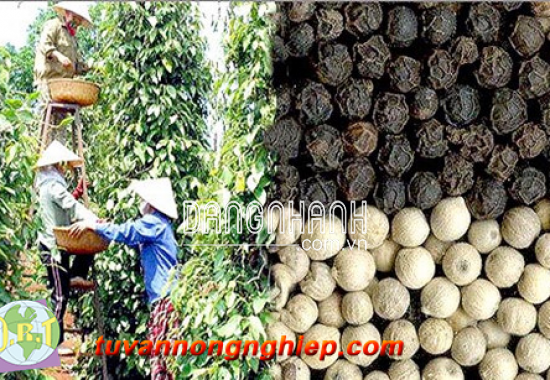 TIÊU ẤN ĐỘ