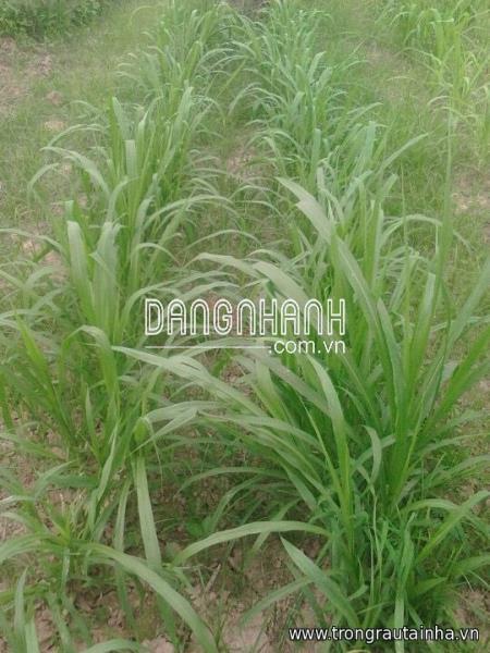 CUNG CẤP GIỐNG CỎ VA06