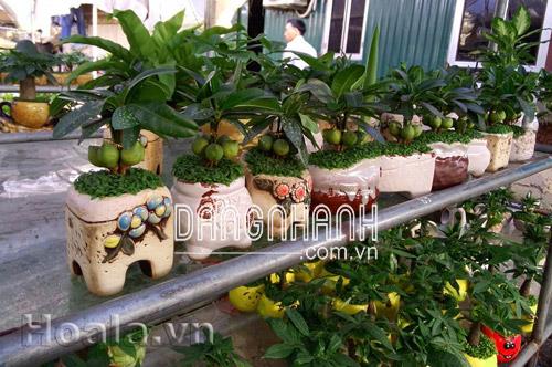 cây may mắn để bàn